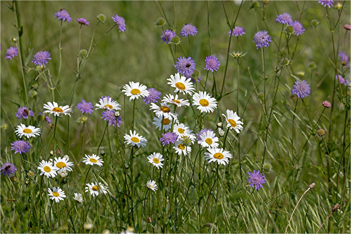 Oase für allerlei Insekten