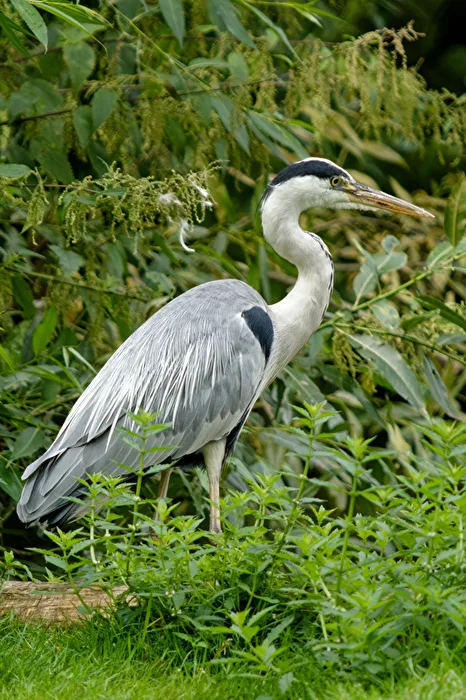 Grey Heron