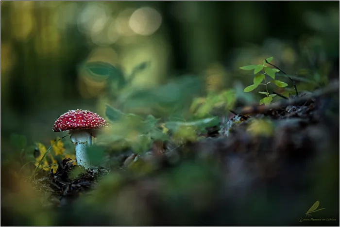 " Die Farbe Rot"