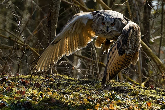 Eurasian Eagle-Owl