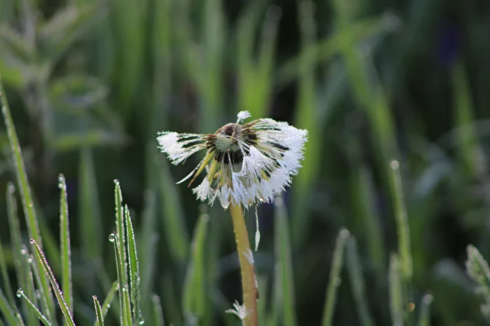 Morning dew on dandelion puff