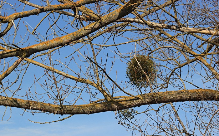 ein Schmarotzer geht noch
