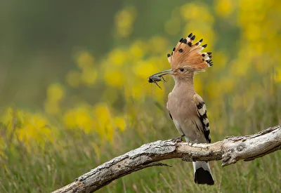 Feldgrille (Gryllus campestris)