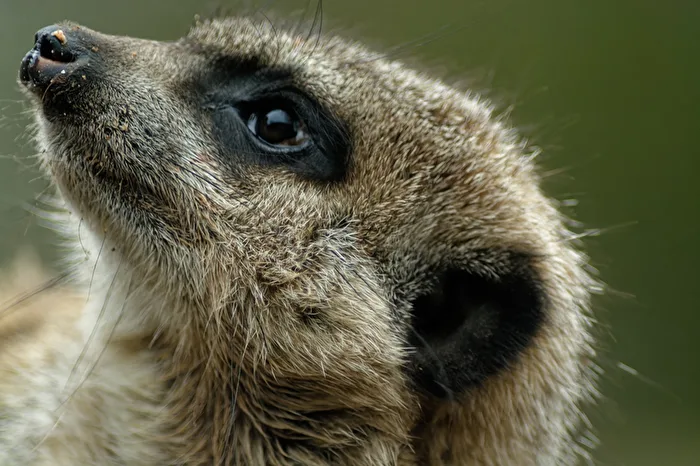 Meerkat