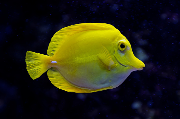 Gelber Segelflossen-Doktorfisch