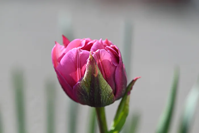 Tulpenblüte
