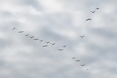 Die Kraniche fliegen im Keil ...