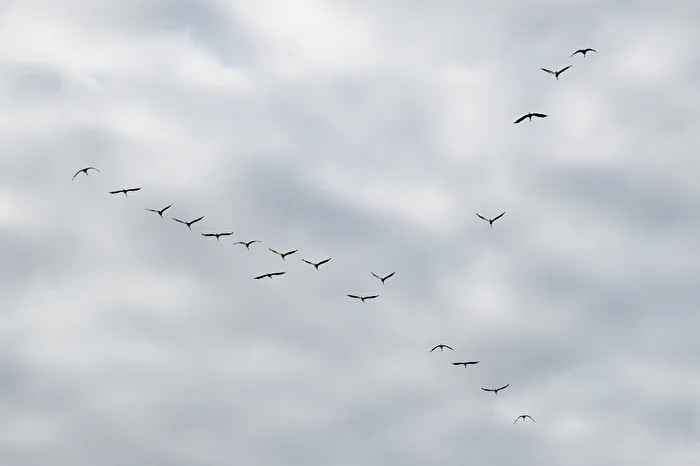 Les grues volent en V...
