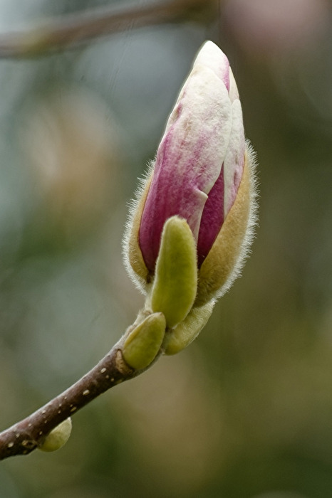 Magnolie