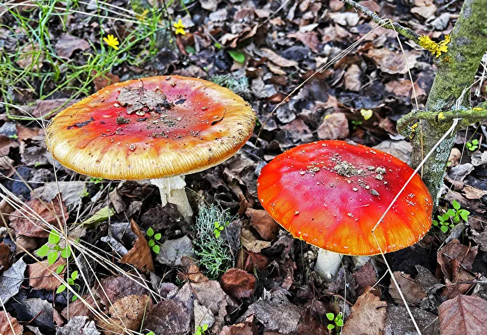 Pilze  /  4 Schön sehen sie ja aus, aber…
