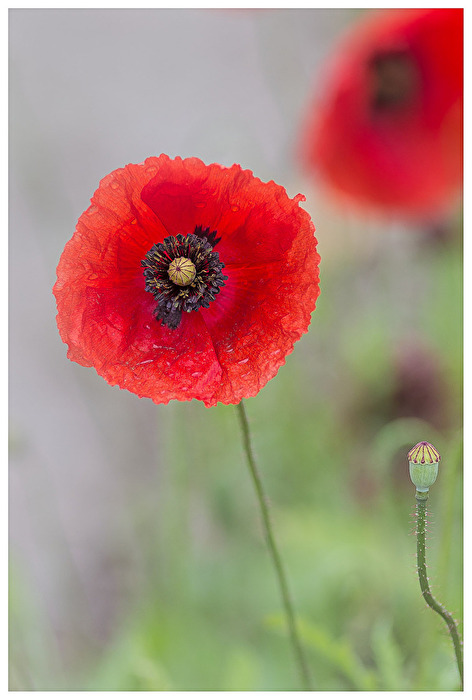 Klatschmohn / Remembrance poppy
