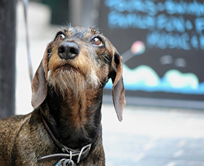 #Hunde warten immer auf ein Leckerli wie dieser #Dackel