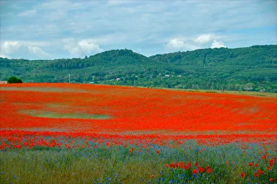 Mohnfeld