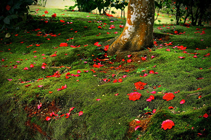 #Park auf den Azoren 1