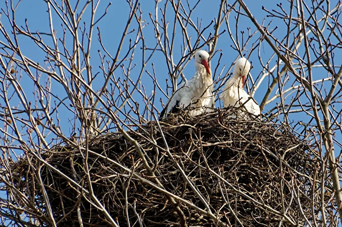 Storks