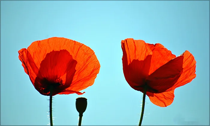 Poppy blossoms