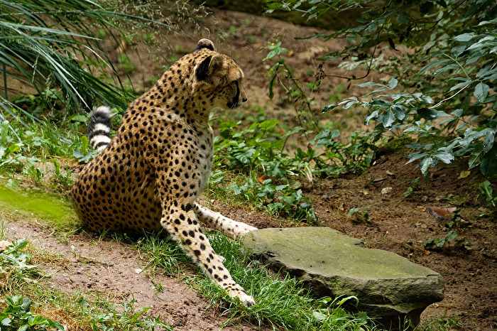 Gepard