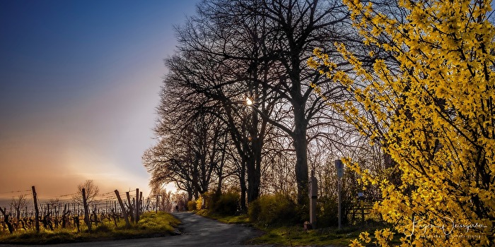 Frühling am Wegesrand