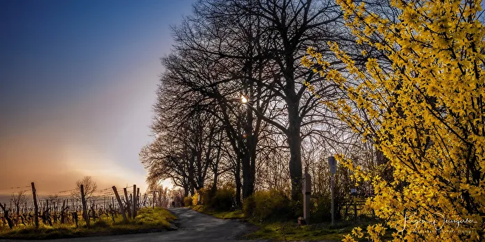 Frühling am Wegesrand