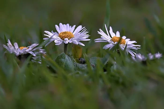 Gänseblümchen