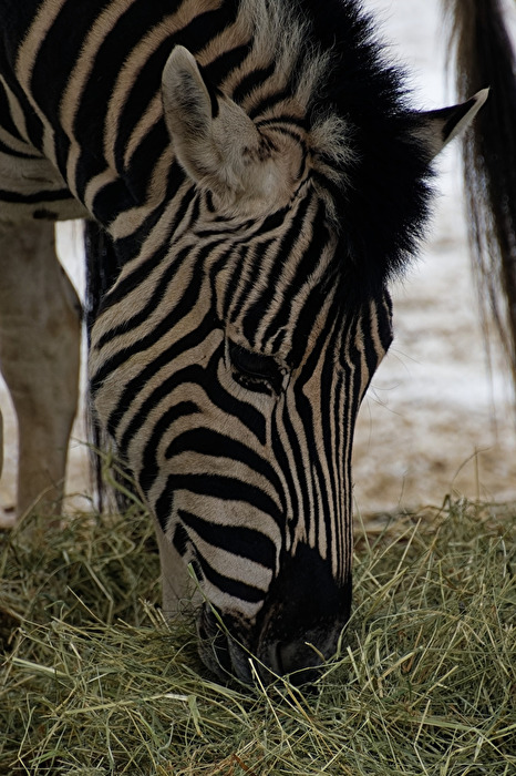 Zebra