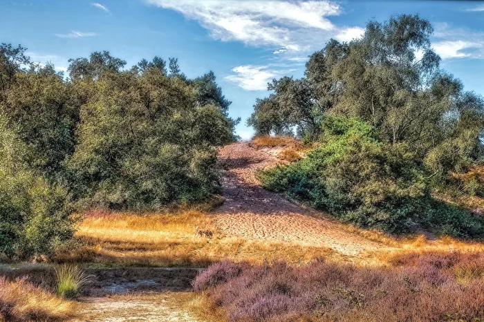 Nationaal Park De Maasduinen 7