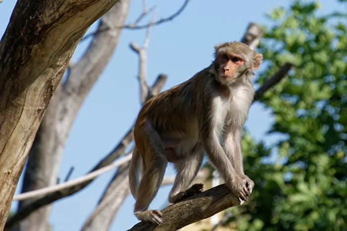 Rhesus Monkey