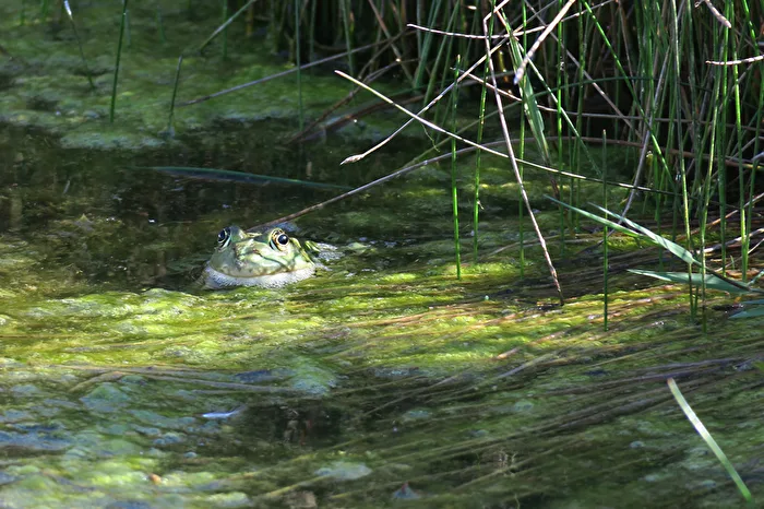 Frosch beim Sonnenbad.