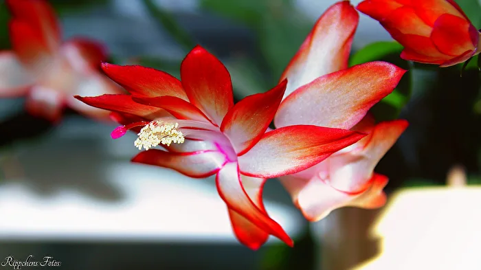 Cactus Bloom