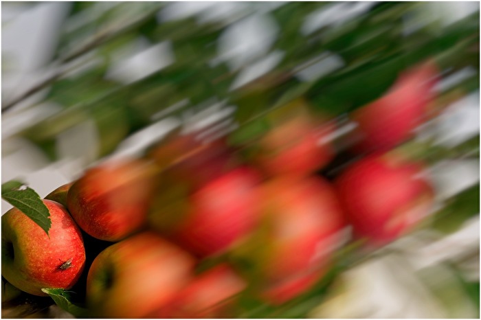 Apfel_Sturm