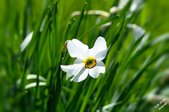 Weiße Narzisse!