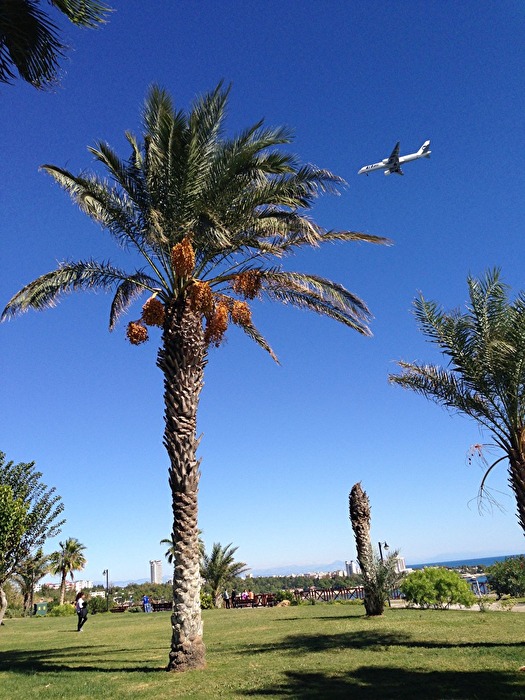 Palmen in der Einflugschneise
