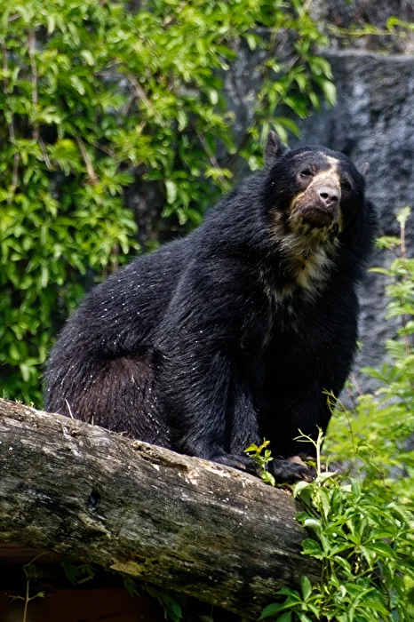Spectacled bear
