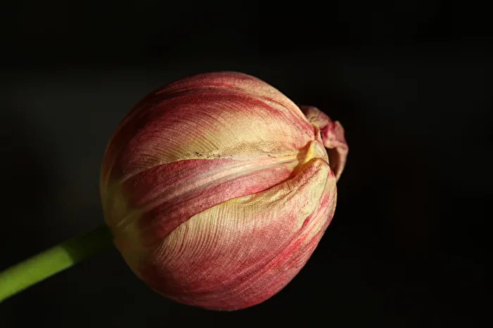 Before Unfolding
