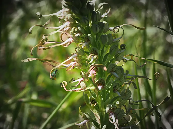 Goat's beard tongue