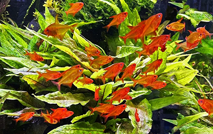 Aquarium mit einer Gruppe roter Salmler