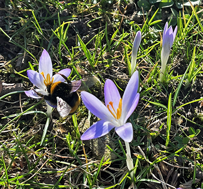 Tiere, Hummel an Krokus 1