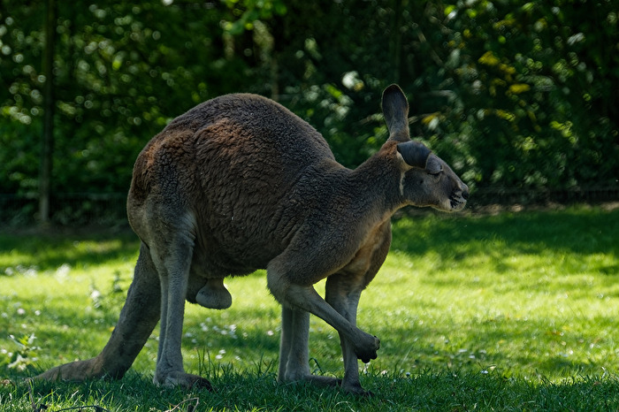 Känguru