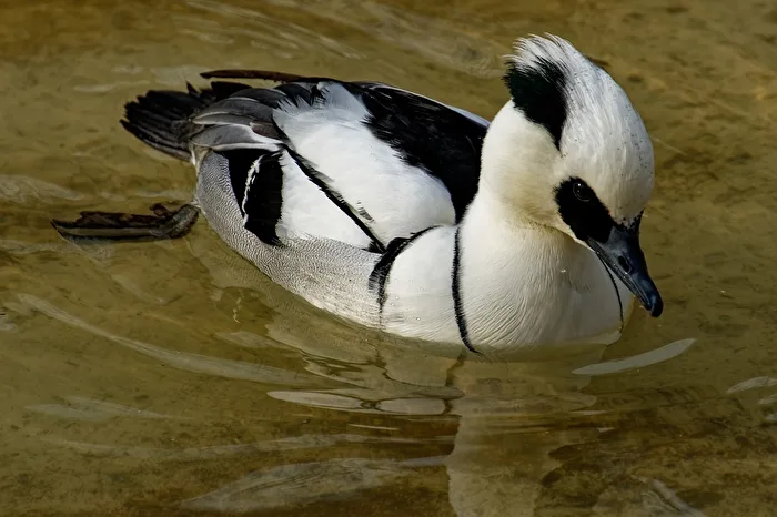 Duck