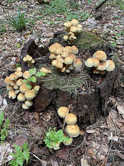 Pilze-Versammlung