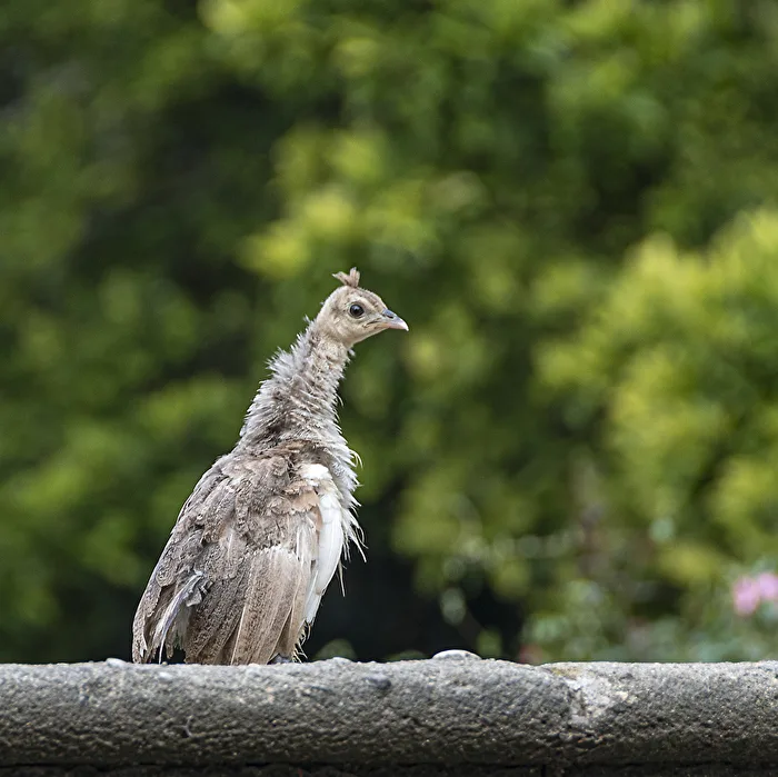 Young peacock....