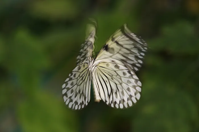 Butterfly in motion
