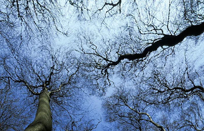Tree Canopies