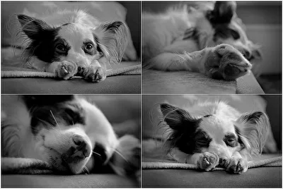 Monochrom