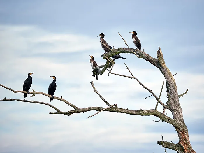 Cormorants