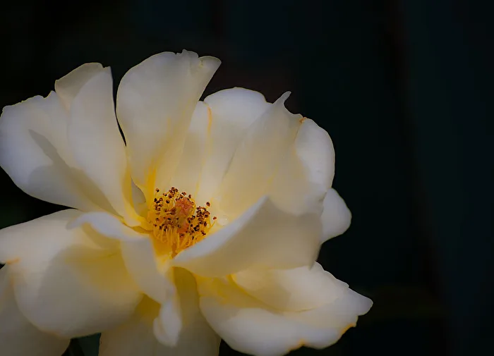 The Secret of the Rose...