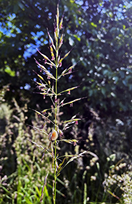 Grashalm mit kleiner Schnecke (ich weiß, ist nicht ganz scharf)
