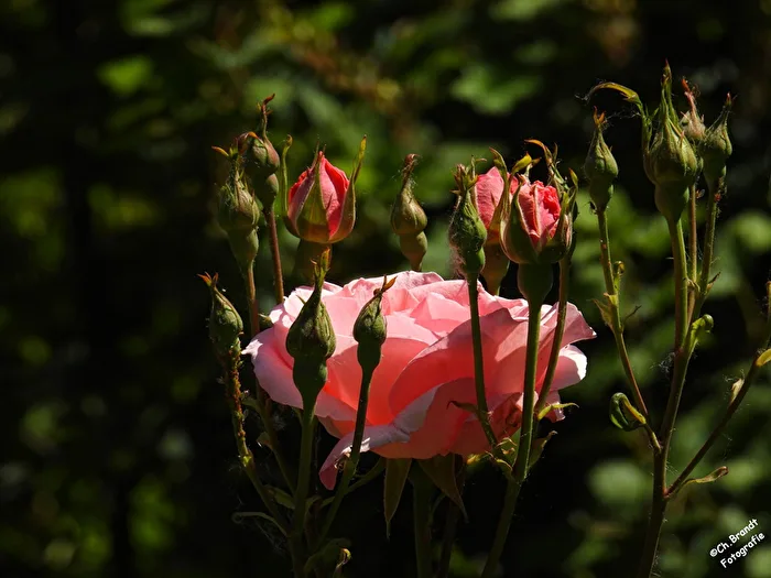Rose !