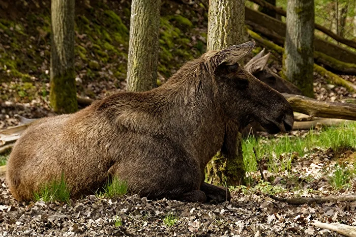 Elk