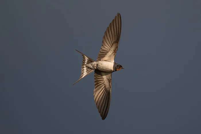 Barn Swallow